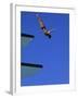 Platform Diving-null-Framed Premium Photographic Print