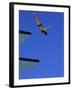 Platform Diving-null-Framed Photographic Print