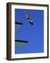 Platform Diving-null-Framed Photographic Print