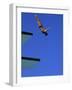 Platform Diving-null-Framed Photographic Print