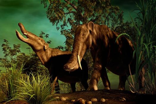 Platybelodon Was a Large Herbivorous Mammal That Lived During the Miocene  Epoch' Prints 
