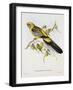 Platycercus Derbianus-Aaron Ashley-Framed Art Print