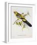 Platycercus Derbianus-Aaron Ashley-Framed Art Print