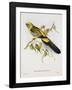Platycercus Derbianus-Aaron Ashley-Framed Art Print