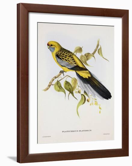 Platycercus Derbianus-Aaron Ashley-Framed Art Print