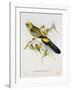 Platycercus Derbianus-Aaron Ashley-Framed Art Print