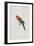 Platycercus Eximius (Vig. Et Horsf.), c.1831-Edward Lear-Framed Giclee Print