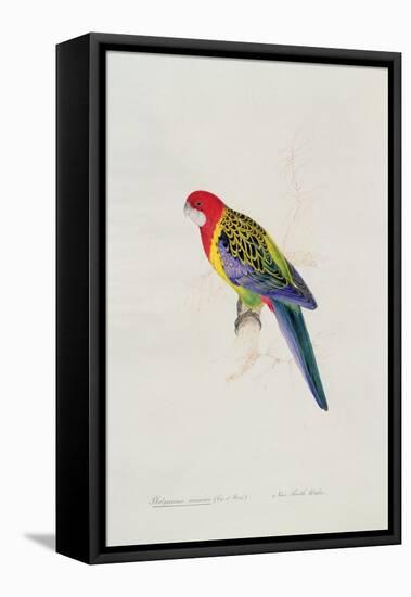 Platycercus Eximius (Vig. Et Horsf.), c.1831-Edward Lear-Framed Stretched Canvas