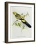 Platycercus Flaveolus-John Gould-Framed Giclee Print