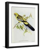 Platycercus Flaveolus-John Gould-Framed Giclee Print