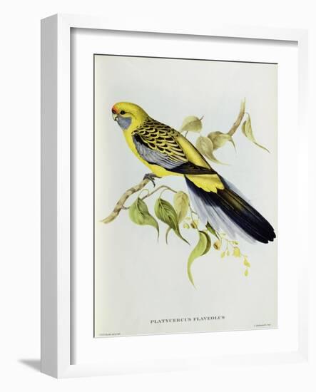 Platycercus Flaveolus-John Gould-Framed Giclee Print