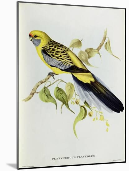 Platycercus Flaveolus-John Gould-Mounted Giclee Print