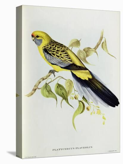 Platycercus Flaveolus-John Gould-Stretched Canvas