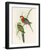 Platycercus Icterotis-Aaron Ashley-Framed Art Print