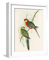 Platycercus Icterotis-Aaron Ashley-Framed Art Print