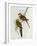 Platycercus Icterotis-John Gould-Framed Premium Giclee Print