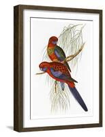 Platycercus Pennantii-Aaron Ashley-Framed Art Print