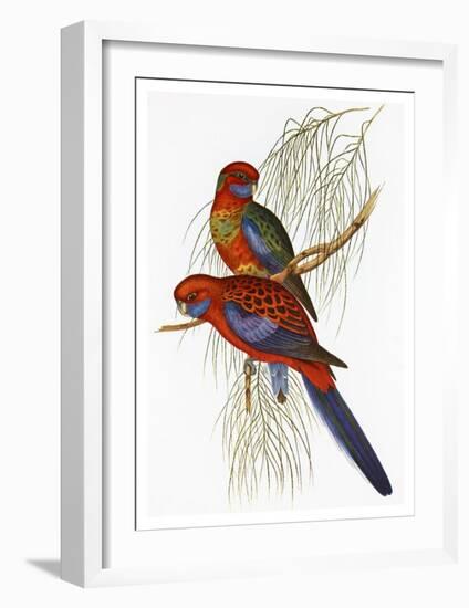 Platycercus Pennantii-Aaron Ashley-Framed Art Print