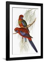 Platycercus Pennantii-Aaron Ashley-Framed Art Print