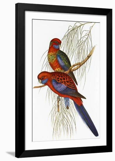 Platycercus Pennantii-Aaron Ashley-Framed Art Print