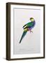 Platycercus Pileatus, Vig., C.1831-Edward Lear-Framed Giclee Print