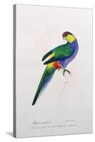 Platycercus Pileatus, Vig., C.1831-Edward Lear-Stretched Canvas