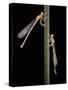 Platycnemis Pennipes (White-Legged Damselfly)-Paul Starosta-Stretched Canvas