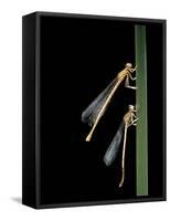 Platycnemis Pennipes (White-Legged Damselfly)-Paul Starosta-Framed Stretched Canvas