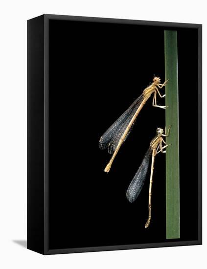 Platycnemis Pennipes (White-Legged Damselfly)-Paul Starosta-Framed Stretched Canvas