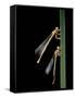 Platycnemis Pennipes (White-Legged Damselfly)-Paul Starosta-Framed Stretched Canvas