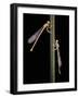 Platycnemis Pennipes (White-Legged Damselfly)-Paul Starosta-Framed Photographic Print