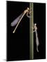 Platycnemis Pennipes (White-Legged Damselfly)-Paul Starosta-Mounted Photographic Print