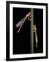 Platycnemis Pennipes (White-Legged Damselfly)-Paul Starosta-Framed Photographic Print