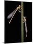 Platycnemis Pennipes (White-Legged Damselfly)-Paul Starosta-Mounted Photographic Print