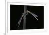 Platycnemis Pennipes (White-Legged Damselfly)-Paul Starosta-Framed Photographic Print