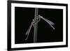 Platycnemis Pennipes (White-Legged Damselfly)-Paul Starosta-Framed Photographic Print