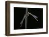 Platycnemis Pennipes (White-Legged Damselfly)-Paul Starosta-Framed Photographic Print