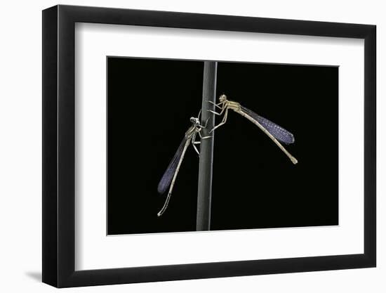 Platycnemis Pennipes (White-Legged Damselfly)-Paul Starosta-Framed Photographic Print