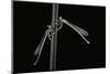 Platycnemis Pennipes (White-Legged Damselfly)-Paul Starosta-Mounted Photographic Print