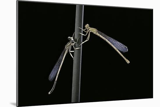 Platycnemis Pennipes (White-Legged Damselfly)-Paul Starosta-Mounted Photographic Print