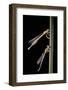 Platycnemis Pennipes (White-Legged Damselfly)-Paul Starosta-Framed Photographic Print