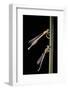 Platycnemis Pennipes (White-Legged Damselfly)-Paul Starosta-Framed Photographic Print