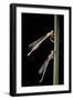 Platycnemis Pennipes (White-Legged Damselfly)-Paul Starosta-Framed Photographic Print