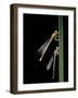 Platycnemis Pennipes (White-Legged Damselfly)-Paul Starosta-Framed Photographic Print