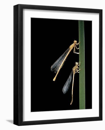 Platycnemis Pennipes (White-Legged Damselfly)-Paul Starosta-Framed Photographic Print