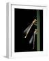 Platycnemis Pennipes (White-Legged Damselfly)-Paul Starosta-Framed Photographic Print