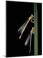 Platycnemis Pennipes (White-Legged Damselfly)-Paul Starosta-Mounted Photographic Print