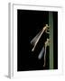 Platycnemis Pennipes (White-Legged Damselfly)-Paul Starosta-Framed Photographic Print