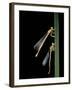 Platycnemis Pennipes (White-Legged Damselfly)-Paul Starosta-Framed Photographic Print