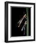 Platycnemis Pennipes (White-Legged Damselfly)-Paul Starosta-Framed Photographic Print